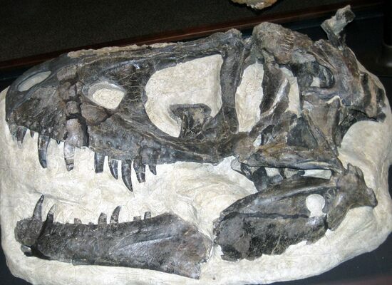 D. horneri holotype skull from Montana in the Museum of the Rockies.  Creative Commons License